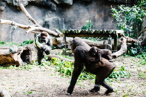 Sydney Taronga Zoo General Entry Ticket And Wild Australia Experience - Mackay Tourism 12