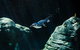 Sydney Taronga Zoo General Entry Ticket And Wild Australia Experience - thumb 4