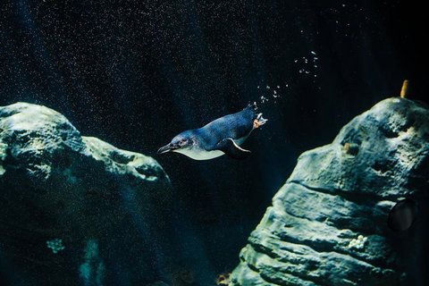 Sydney Taronga Zoo General Entry Ticket And Wild Australia Experience - Mackay Tourism 4