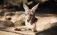 Sydney Taronga Zoo General Entry Ticket And Wild Australia Experience - thumb 19
