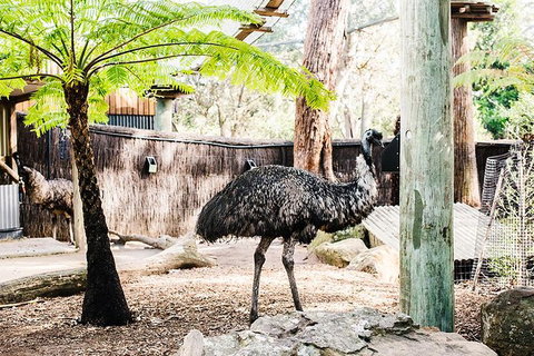 Sydney Taronga Zoo General Entry Ticket And Wild Australia Experience - Mackay Tourism 20