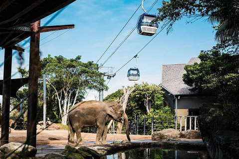 Sydney Taronga Zoo General Entry Ticket And Wild Australia Experience - Mackay Tourism 16