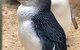 Small-Group Blue Mountains Day Trip From Sydney With Wildlife Park - thumb 6