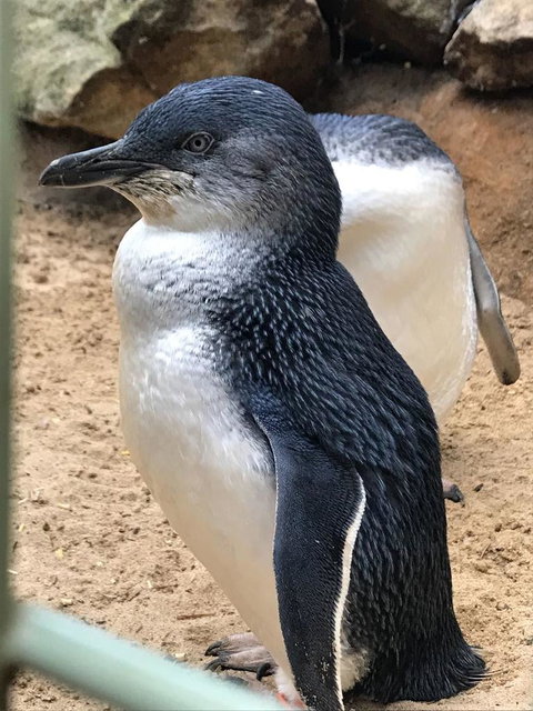 Small-Group Blue Mountains Day Trip From Sydney With Wildlife Park - Mackay Tourism 6
