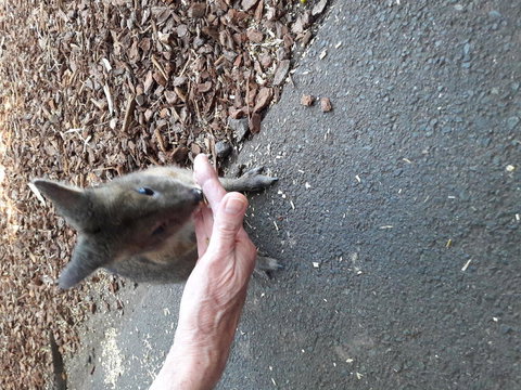 Small-Group Blue Mountains Day Trip From Sydney With Wildlife Park - Mackay Tourism 4