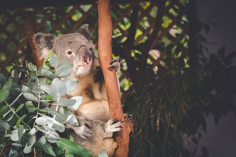 Small-Group Blue Mountains Day Trip From Sydney With Wildlife Park - Mackay Tourism 29