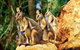 Sydney Harbour Hop On Hop Off Cruise With Taronga Zoo Entry - thumb 0