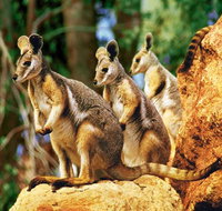 Sydney Harbour Hop On Hop Off Cruise with Taronga Zoo entry - Mackay Tourism