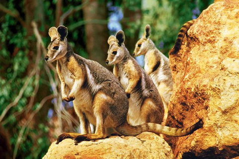 Sydney Harbour Hop On Hop Off Cruise With Taronga Zoo Entry - Mackay Tourism 0