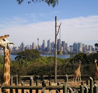 Sydney Taronga Zoo's Australian Animals Tour - Mackay Tourism