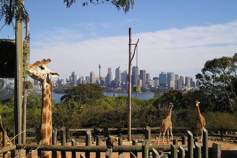 Sydney Taronga Zoo\'s Australian Animals Tour - Mackay Tourism 0