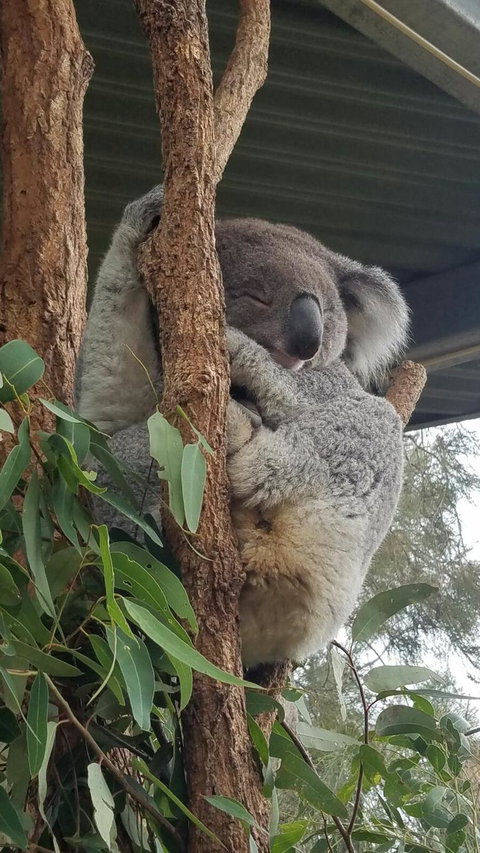 Sydney Taronga Zoo\'s Australian Animals Tour - Mackay Tourism 5