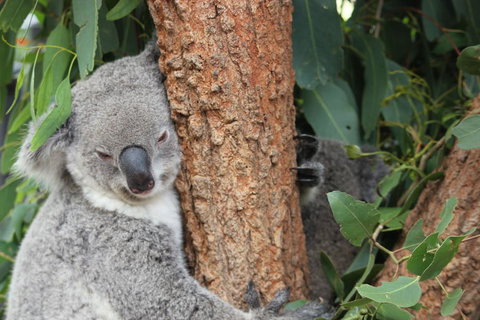 Sydney Taronga Zoo\'s Australian Animals Tour - Mackay Tourism 2