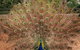 Sydney Taronga Zoo\'s Australian Animals Tour - thumb 6