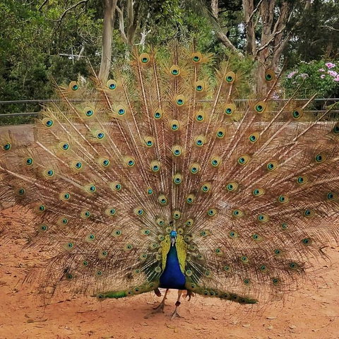 Sydney Taronga Zoo\'s Australian Animals Tour - Mackay Tourism 6