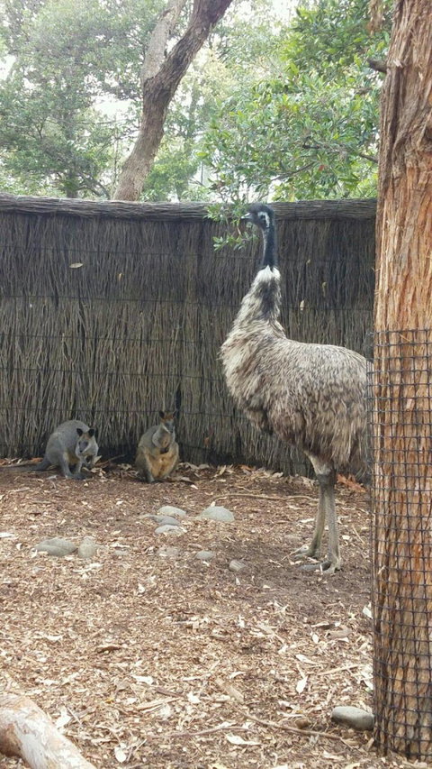 Sydney Taronga Zoo\'s Australian Animals Tour - Mackay Tourism 3