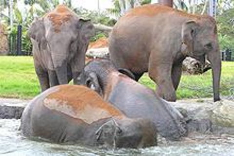 Sydney Taronga Zoo\'s Australian Animals Tour - Mackay Tourism 1