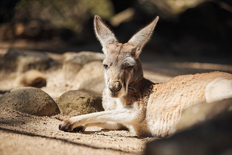 Sydney Taronga Zoo\'s Australian Animals Tour - Mackay Tourism 11