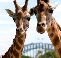 Sydney Harbour Ferry with Taronga Zoo Entry Ticket - Mackay Tourism