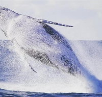 Whale Watching Sailing Experience in Sydney - Mackay Tourism