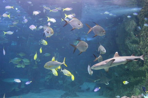 SEA LIFE Sydney Aquarium Entrance Ticket - Mackay Tourism 9