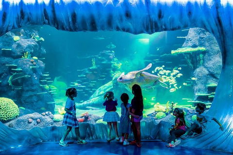 SEA LIFE Sydney Aquarium Entrance Ticket - Mackay Tourism 0