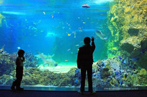 SEA LIFE Sydney Aquarium Entrance Ticket - Mackay Tourism 15