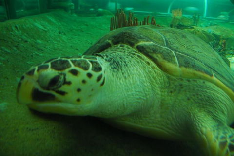 SEA LIFE Sydney Aquarium Entrance Ticket - Mackay Tourism 25