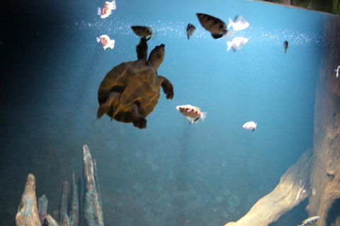 SEA LIFE Sydney Aquarium Entrance Ticket - Mackay Tourism 4