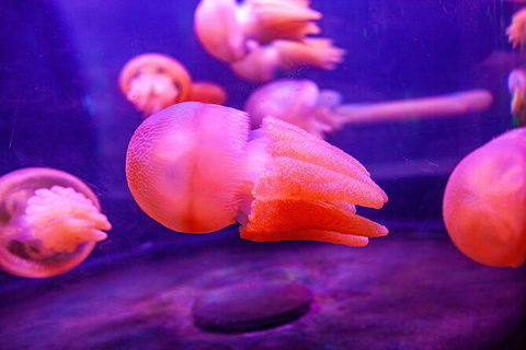SEA LIFE Sydney Aquarium Entrance Ticket - Mackay Tourism 31