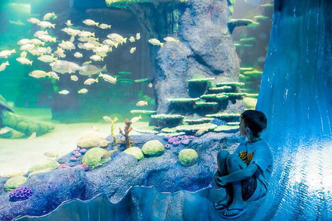 SEA LIFE Sydney Aquarium Entrance Ticket - Mackay Tourism 28