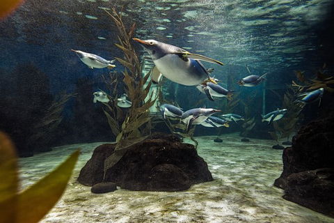SEA LIFE Sydney Aquarium Entrance Ticket - Mackay Tourism 29