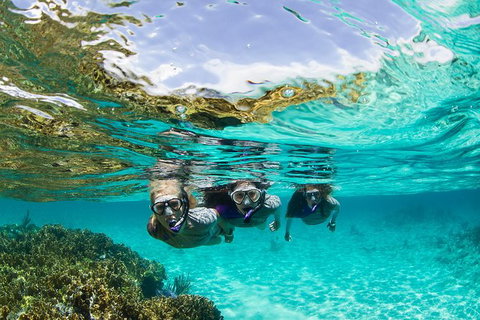 Sydney 3-Hour Snorkeling Tour - Mackay Tourism 0