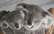 Featherdale Wildlife Park General Admission - thumb 0