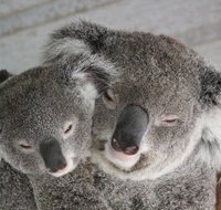 Featherdale Wildlife Park General Admission - Mackay Tourism