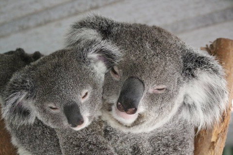 Featherdale Wildlife Park General Admission - Mackay Tourism 0