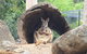 Featherdale Wildlife Park General Admission - thumb 6