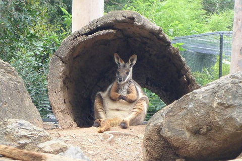 Featherdale Wildlife Park General Admission - Mackay Tourism 6