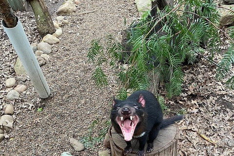 Featherdale Wildlife Park General Admission - Mackay Tourism 3