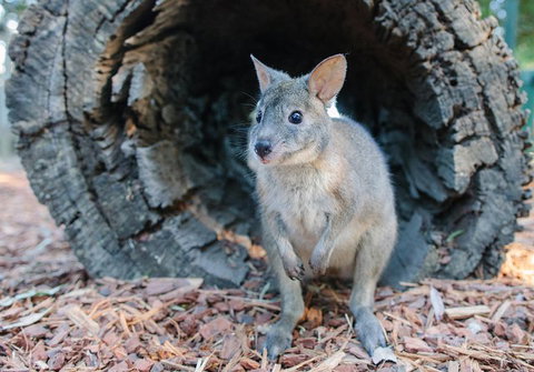Featherdale Wildlife Park General Admission - Mackay Tourism 5