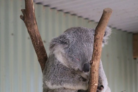 Featherdale Wildlife Park General Admission - Mackay Tourism 7