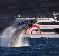 3 Hour Discovery Cruise Ultimate Whale Watching Experience - Mackay Tourism
