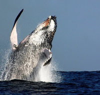 Sydney Whale-Watching Cruise Including Lunch or Breakfast - Mackay Tourism