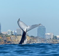 Small-Group Luxury Sydney Whale Watching Cruise - Mackay Tourism