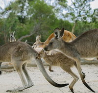 Visit Walkabout Wildlife Sanctuary - Mackay Tourism