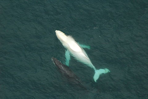 Coffs Harbour Whale Watch Experience - Mackay Tourism 1