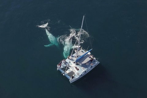 Coffs Harbour Whale Watch Experience - Mackay Tourism 0