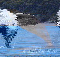 Whale Watching Jervis Bay - Mackay Tourism