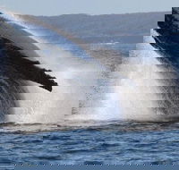 Jervis Bay Whale Watching Tour - Mackay Tourism