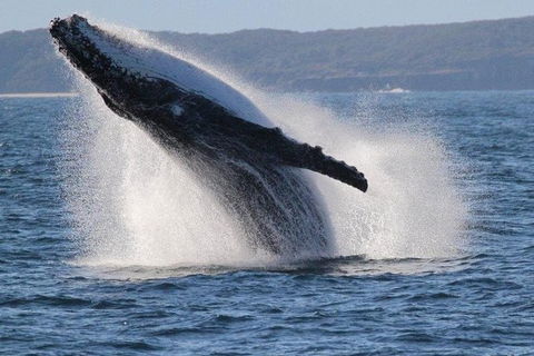 Jervis Bay Whale Watching Tour - Mackay Tourism 0
